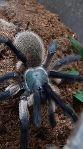 32K views · 989 reactions | The Spartan tarantula army  | Grindlers Creatures | Facebook