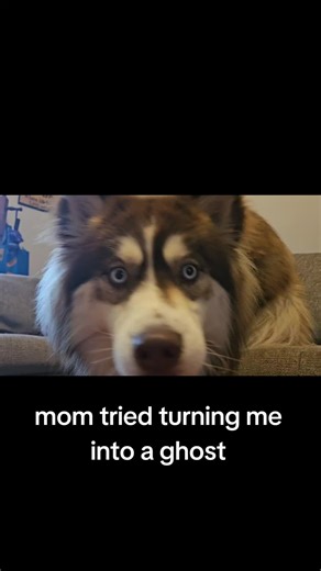 Velma's Take on the Ghost Trend: Not Doing It