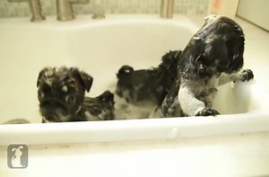 Precious pug puppies in a tub.