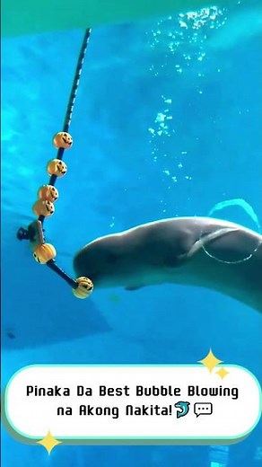 Watch This Dolphin Blow Bubbles Like a Pro! 🐬💨 | You Won't Believe What Happens Next!