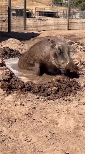 8K views · 427 reactions | Njeri the warthog recommends a good mud wallow to beat the heat. Since warthogs don’t have sweat glands, they rely on mud to cool down. It also shields their skin from the sun and keeps pesky insects away—a spa day with extra benefits! : Animal Caregiver Ellie #safariwest #santarosa #sonomacounty #visitsonoma #sonomaserengeti #warthogs #pigs | Safari West | Facebook