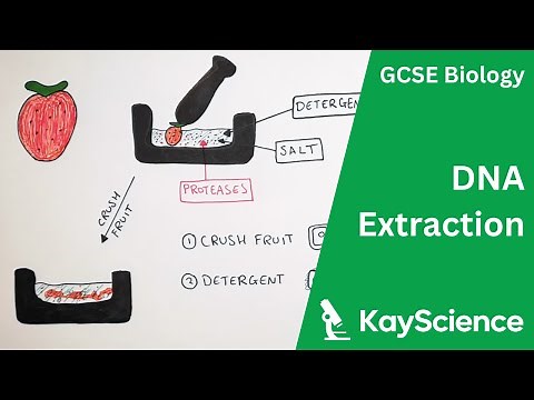 GCSE Biology – Extracting DNA Explained (DNA Extraction Practical)