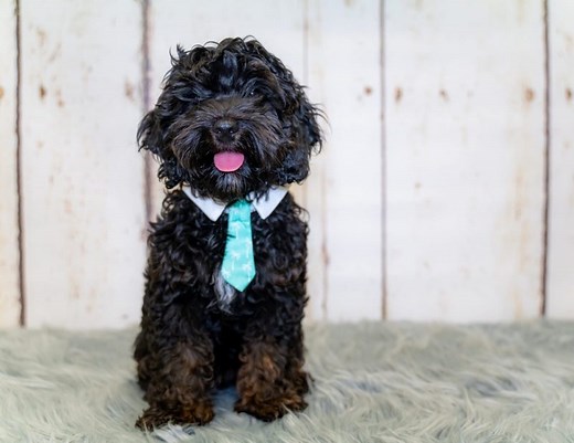 Puppy Training in Brisbane | Jordan Dog Training