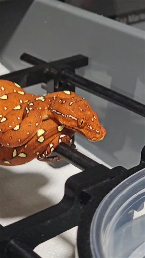 319 Reptiles | That red and yellow contrast is unreal. 🔥 Biak x Manokwari Green Tree Python neonate showing deep red saturation with bold yellow markings... | Instagram