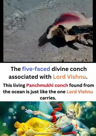 Panchmukhi Shankh: The Rare 5-Faced Conch Linked to Lord Vishnu 🐚🕉 #shorts