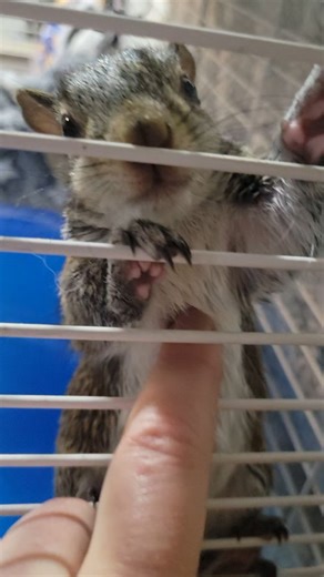 Chip & Chloe Squirrel and Wildlife Rescue on Instagram: "Jacob, Joey, and Jade have moved into a bigger cage with lots of room to explore and climb. They're having a great time so far... watch till the end for Joey's fluffy belly! #jacobsquirrel #josephsquirrel #jadesquirrel #babysquirrels #babygreysquirrel #wildliferehab #wildliferehabilitator #squirrelsofinstagram #squirrelsoffacebook #squirrelrescue"