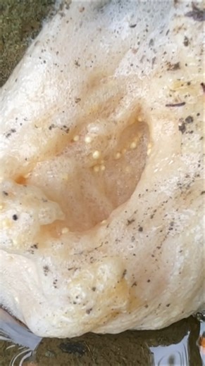 Frogs That Build Foam Nests? A Strange Reproduction Trick!
