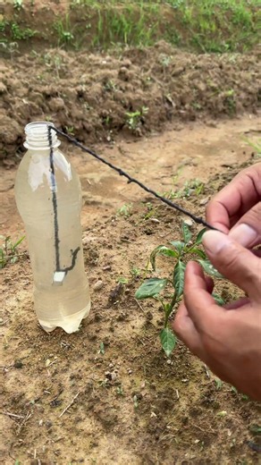 Don’t Throw Waste Mineral Water Bottles! DIY Slow Watering Device, Perfect For Flowers