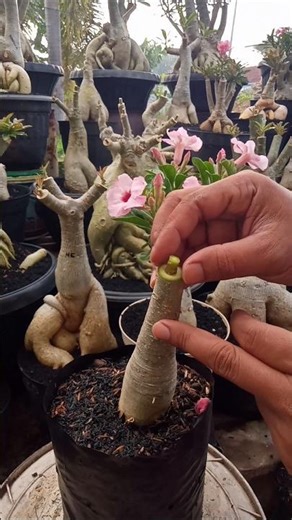 The Easiest Way to Graft Adenium
