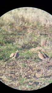 41 reactions · 4 comments | Finding a Lesser Prairie Chicken Lek was a highlight of my fall.  | Tony Trietch | Facebook