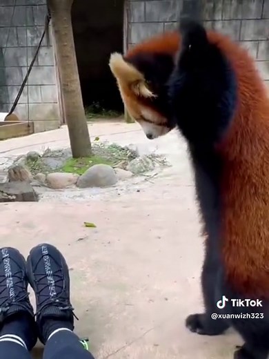 Red panda: why do u have shoes..#redpanda #adorable #かわいい #fyp #asmr | red panda