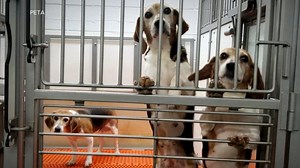 4,000 beagles find their forever families