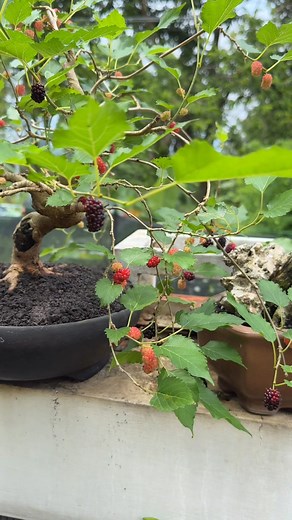 🍒the mulberry bonsai that needs its fruiting process to be repeated #bonsai #bonsaitree #mulberry #murbei #HolidaySeason #fblifestyle | Ara Jaber Bonsai