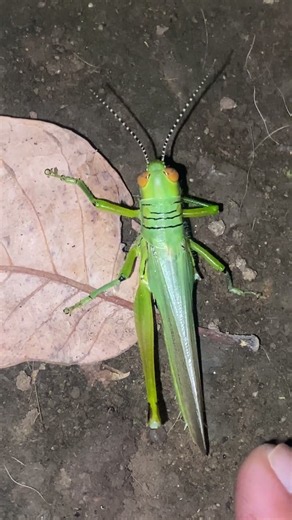 Vibrant Green Grasshopper with Bright Orange Eyes 🦗 #shorts
