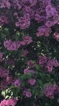 #spring #birdsounds #europe #nature #april#lilacblossom