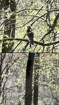 Bird Watching ASMR #asmrbirdsong #natureasmr #birdsounds #birdwatching #woodpecker #redtailedhawk