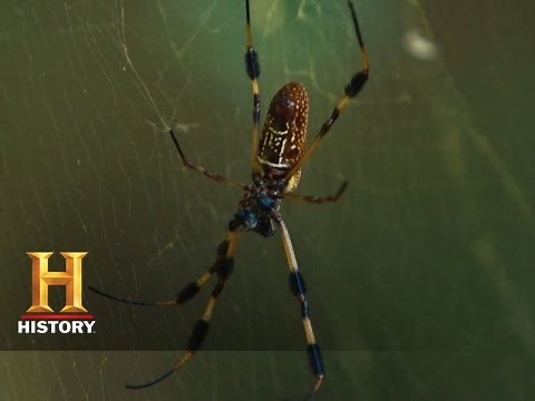 Cryptid The Swamp Beast: Uncovering the Beast | History