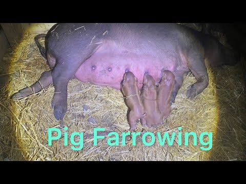 Pig gives birth.