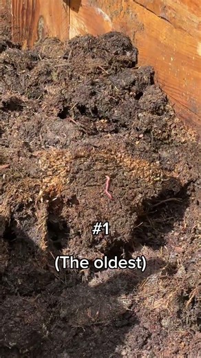 Inside the compost bins