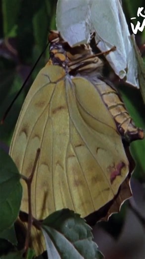 Grooming is the bedrock of macaque society. Constant, tender care forms bonds and alliances between individuals that last a lifetime. These northernmost monkeys are adapted for the harsh winter months ahead. #Macaque #Grooming #AnimalBehavior #Wildlife #Monkeys | Real Wild
