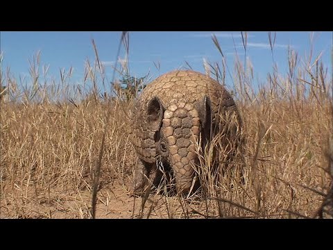 まん丸ボールに変身するミツオビアルマジロ