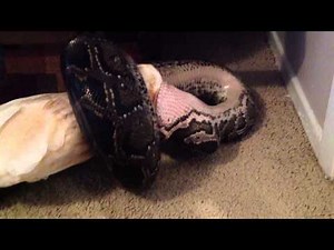 Burmese Python Eats Live Chicken!!!