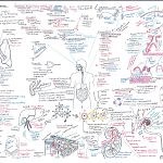 Dr. Nikita Vizniak - Prohealthsys