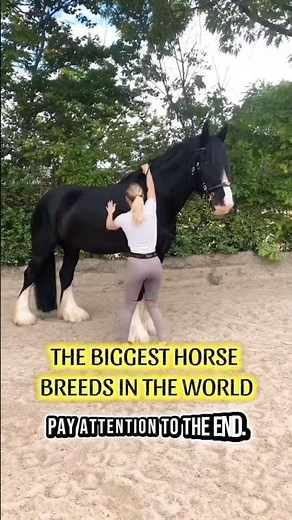 THE BIGGEST HORSES IN THE WORLD 🐎 (YOU WON’T BELIEVE #1) #horse #animals #shorts #animalshorts