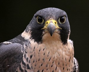7 Types of Falcons Found in the United States! (2025)