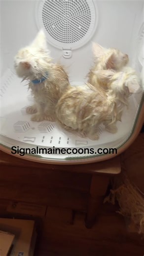 A Day of Pampering: Bath Time for Maine Coon Kittens