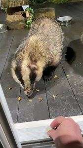 51K views · 8.5K reactions | It’s so lovely to walk into the front room and be greeted by Mr & Mrs Lumpy, his wound is looking so much better ❤️ egg or biscuit?  | Mr Lumpy & Friends. | Facebook