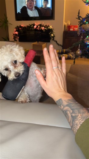 Mastering the Dog High Five Trick