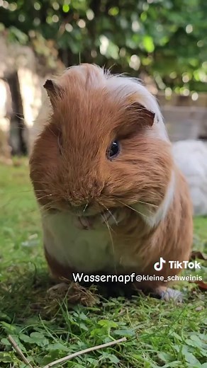 Meerschweinchen richtig trinken: Tipps für Haltung