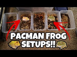 (DIY) Pacman Frog setup!! *over 10 frogs*