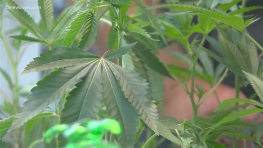 New study reveals more than half of marijuana users drive hours after consumption