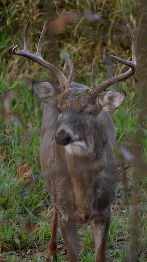 57K views · 1.2K reactions | Bucks are on the move and the action’s heating up! How’s it looking in your neck of the woods? Drop your hunt updates below - we'd love to hear them! #midwestwhitetail #chasingnovember #hunting #bowhunting #deerhunting #deerseason #realtree | Midwest Whitetail | Facebook