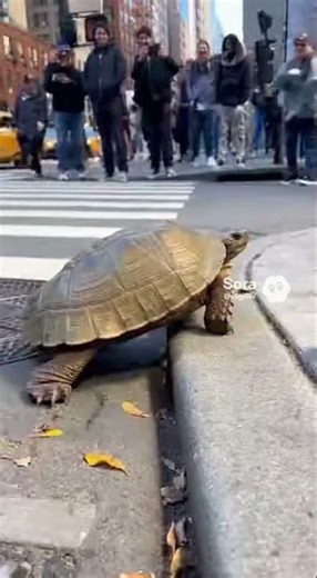 This Turtle Was Directing Traffic 😳🐢