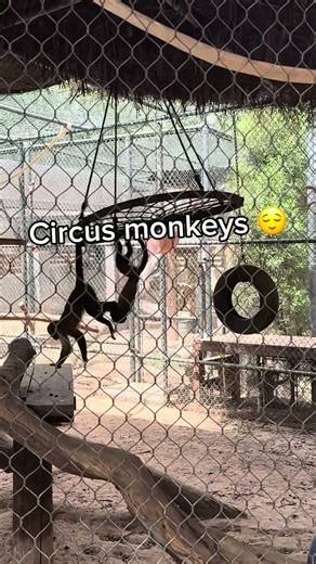My zoo trip pt 1 ✨✨ #foryou #zoo #vacation #arizona #trend #edit #animals #wildlife