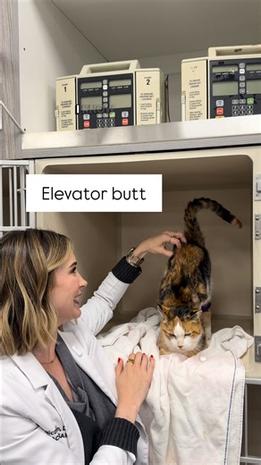 Nicole Fein, DVM, DACVIM on Instagram: "Check out this sassy queens amazing elevator butt! That’s what I call CATtitude. #calicocat #thefeinvet #elevatorbutt #calicocatsofinstagram #cattitude"