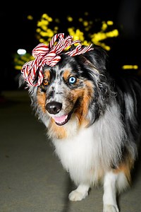 If you needed a sign not to give up on your reactive dog, let this be it. Healing isn’t linear, and progress doesn’t always look glamorous, but it is happening, one check-in, one calm breath, one brave moment at a time. Koda is living proof that a single setback, even a traumatic one, doesn’t define who your dog is or who they can become. With patience, structure, and a whole lot of love, the dog who once struggled can become the same dog who looks back at you for guidance instead of reacting. D