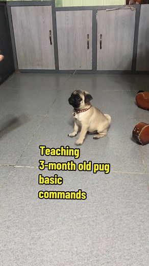 AU the Pug on TikTok