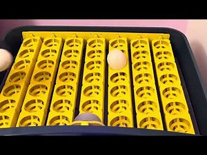 Εκκόλαψη Αυγών Με κλωσσομηχανή (silky & duck) Egg hatching incubator #hatching #egg #silky #farm