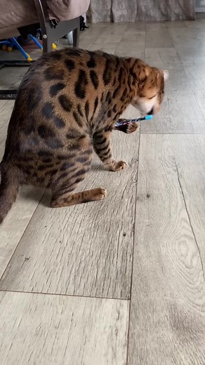 Playful Bengal Cat Engaging with Toys