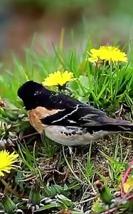 1.3M views · 205K reactions | Happy Monday  | Beautiful flowers | Facebook