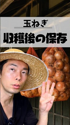 【警告】せっかく収穫した玉ねぎ 茎を短く切ると80％腐ります！ #家庭菜園 #家庭菜園初心者 #夏野菜