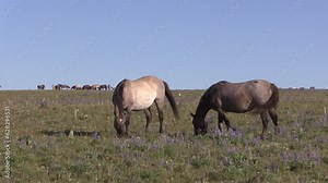 Wild Horses in Summer in the Pryor Mountains Montana