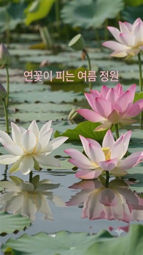 양평 가볼만한곳 세미원 연꽃문화제 연꽃축제 두물머리 연꽃구경