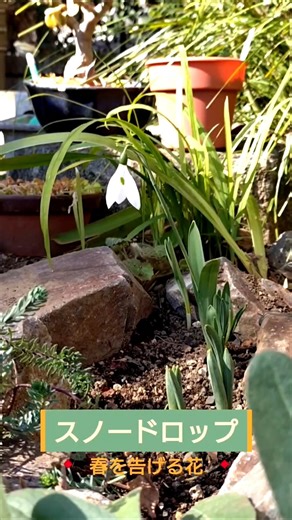 【春を告げる花】多年草の花壇にスノードロップが…!! 🌿✨️