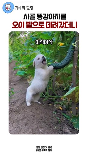 시골 똥강아지를 오이밭에 데려갔더니 #강아지먹방 #오이먹방 #힐링