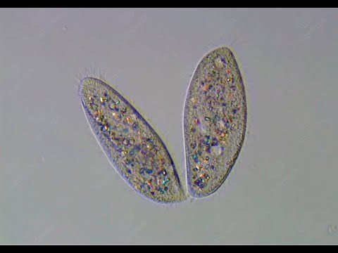 Reproduction des Protozoaires